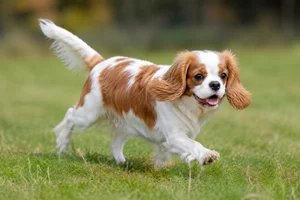 Cavalier King Charles Spaniel — running