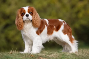 Cavalier King Charles Spaniel — adult