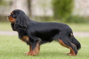 Cavalier King Charles Spaniel — Black and Tan coat