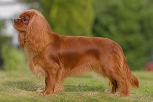Cavalier King Charles Spaniel — Ruby coat