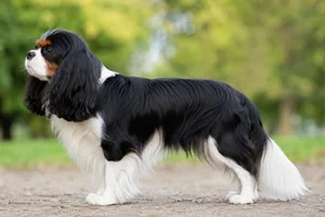 Cavalier King Charles Spaniel — Tricolor coat