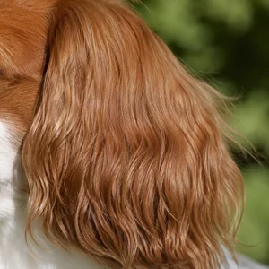 Cavalier King Charles Spaniel — ears