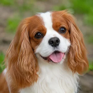Cavalier King Charles Spaniel — happy