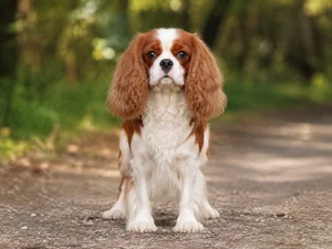 Cavalier King Charles Spaniel breed photo