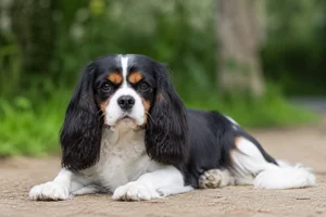 Cavalier King Charles Spaniel — lying down