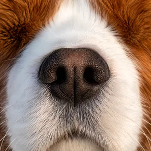 Cavalier King Charles Spaniel — nose