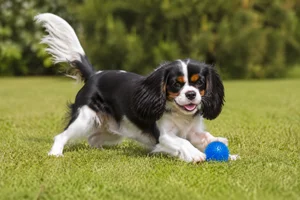 Cavalier King Charles Spaniel — playing
