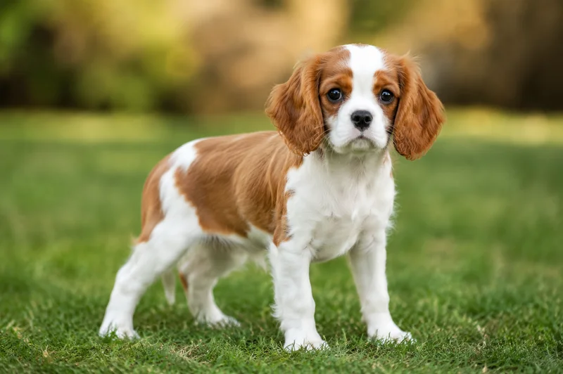 Cavalier King Charles Spaniel — puppy (~4 mo)