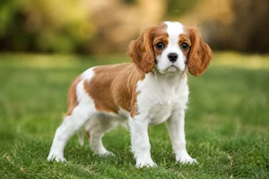 Cavalier King Charles Spaniel — puppy (~4 mo)