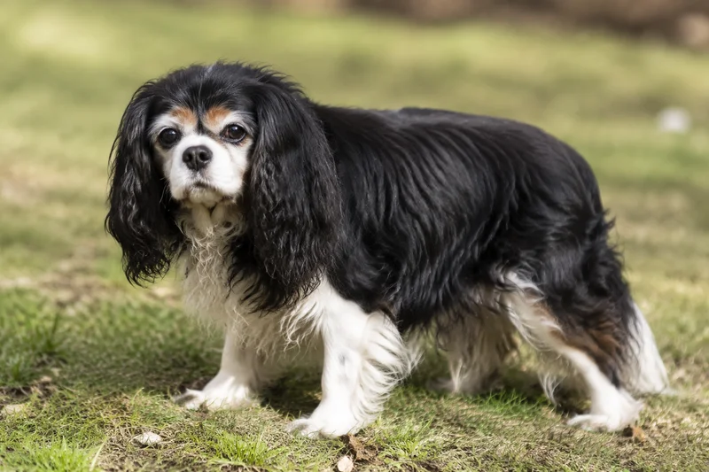 Cavalier King Charles Spaniel — senior
