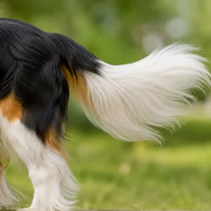 Cavalier King Charles Spaniel — tail