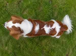 Cavalier King Charles Spaniel — top