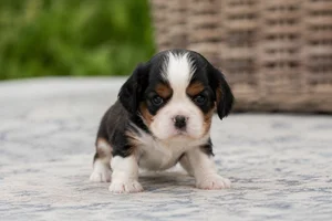 Cavalier King Charles Spaniel — young puppy (~1 mo)