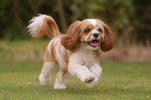 Cavapoo — running
