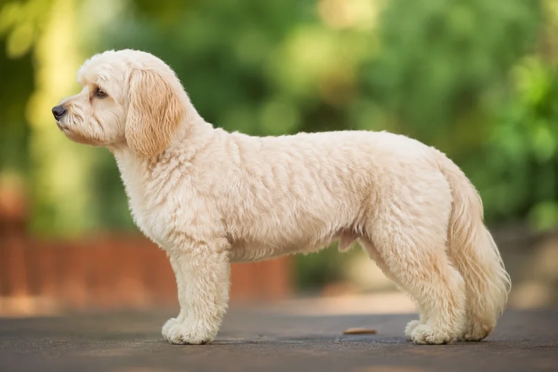 Cavapoo — Cream coat