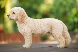 Cavapoo — Cream coat