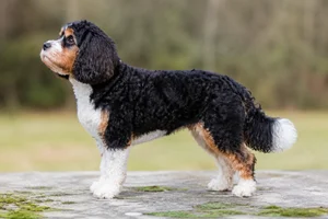 Cavapoo — tricolor coat