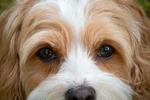 Cavapoo — eyes