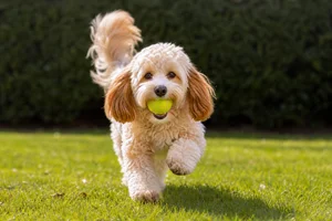 Cavapoo — playing