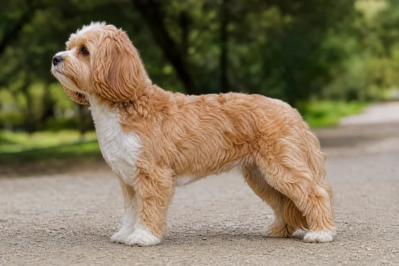 Cavapoo — side