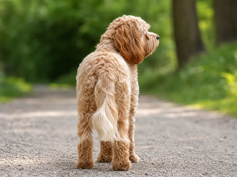 Cavapoo — rear