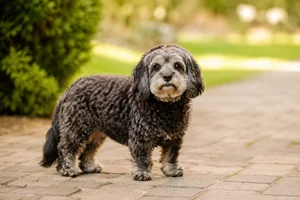 Cavapoo — senior