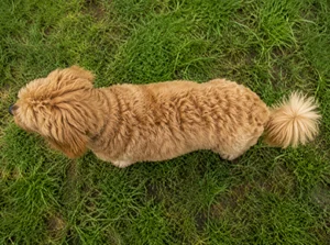 Cavapoo — top
