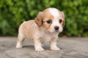 Cavapoo — young puppy (~1 mo)