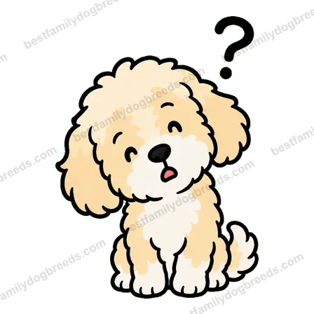 Cavapoo dog meme sticker preview