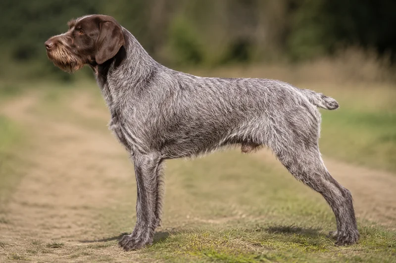 Cesky Fousek — Liver Roan coat