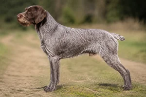 Cesky Fousek — Liver Roan coat