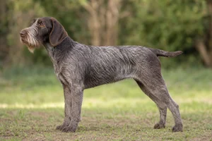 Cesky Fousek dog