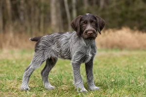 Cesky Fousek — puppy (~4 mo)