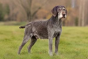 Cesky Fousek — senior