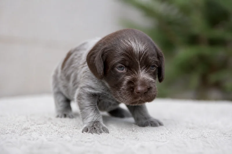 Cesky Fousek — young puppy (~1 mo)