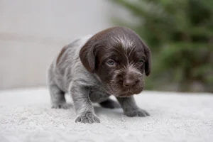 Cesky Fousek — young puppy (~1 mo)