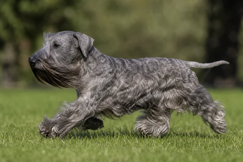 Cesky Terrier — running