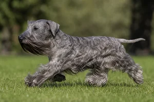 Cesky Terrier — running