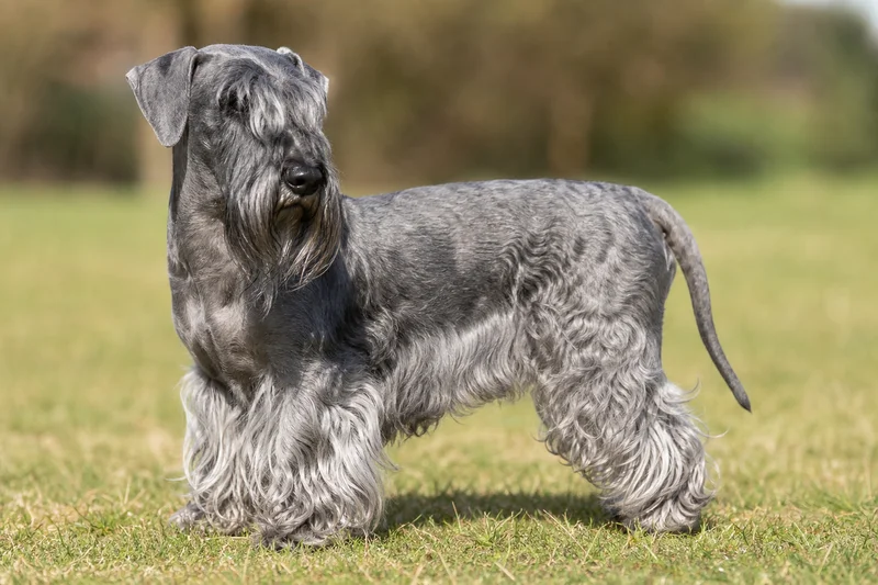 Cesky Terrier — adult
