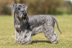 Cesky Terrier — adult