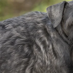 Cesky Terrier — coat texture