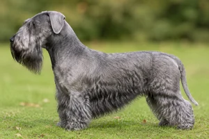 Cesky Terrier — Blue-gray coat