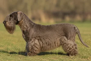 Cesky Terrier — Coffee brown coat