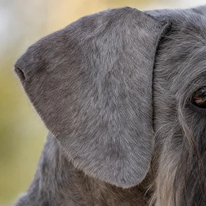 Cesky Terrier — ears