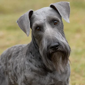 Cesky Terrier — alert