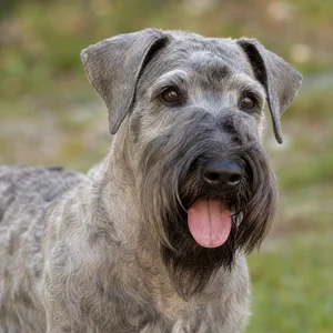 Cesky Terrier — happy