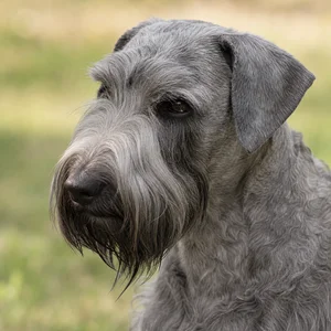 Cesky Terrier — relaxed