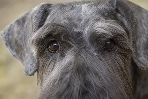Cesky Terrier — eyes
