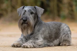 Cesky Terrier — lying down