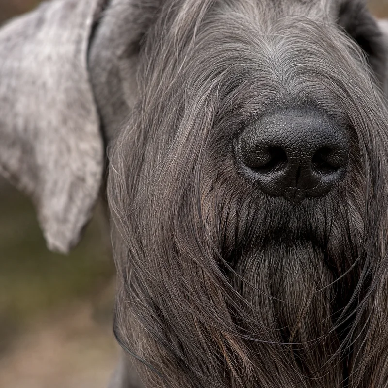 Cesky Terrier — nose